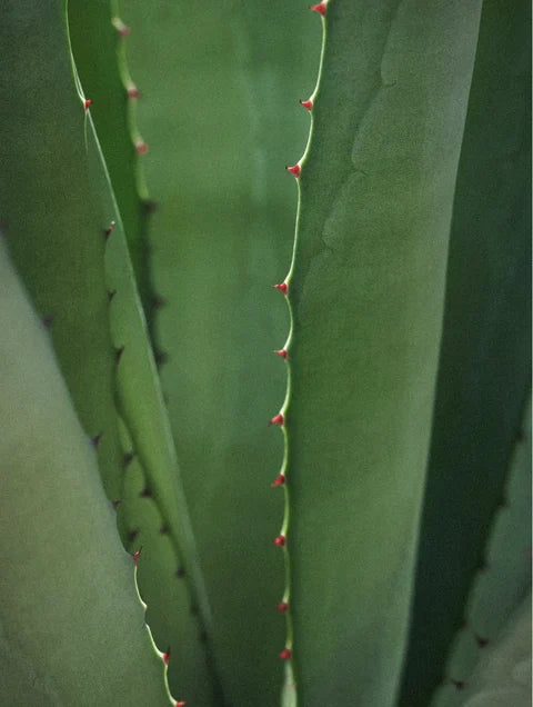 Aloe vera plant ingredient used in sensitive skin overnight cream for soothing and calming skin