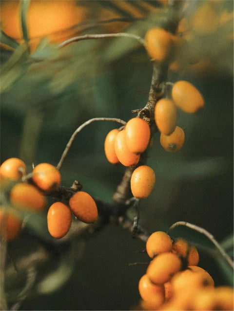 BiPhasic Make-up Remover Fragrance Free with sea buckthorn oil to soothe and protect skin