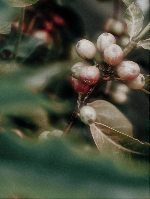 Caffeine ingredient botanical concept representing energizing skincare benefits