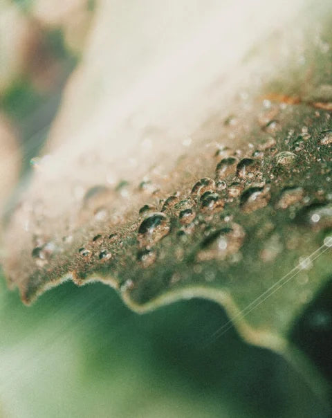 Botanical leaf with water droplets symbolizing calming hydration and soothing care of facial oil