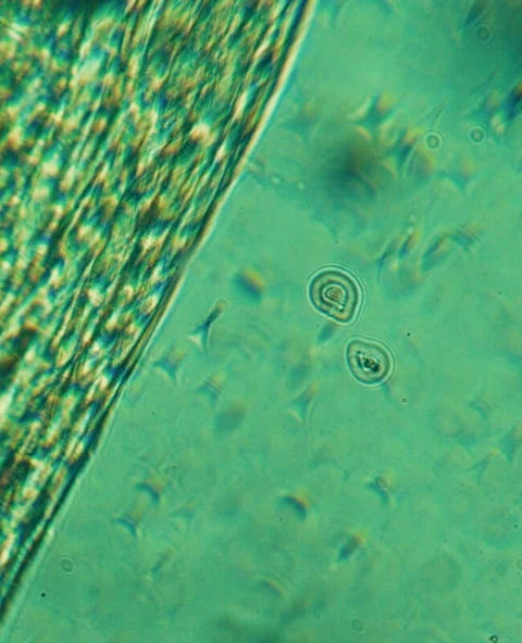 Abstract skin balance concept representing calming facial oil supporting skin comfort and harmony