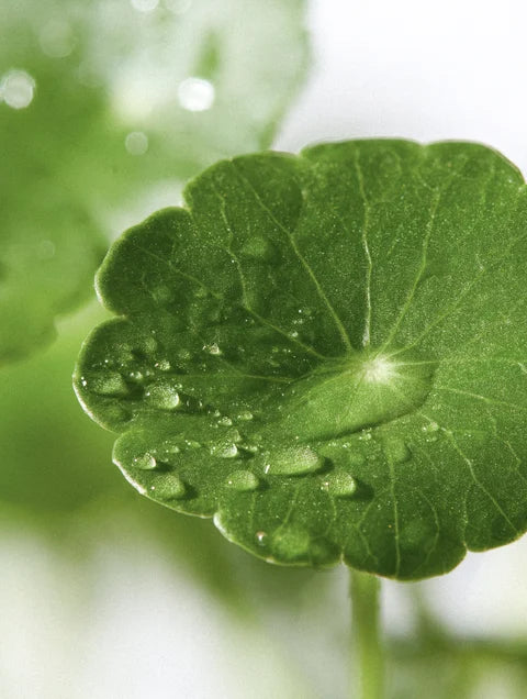 Centella Asiatica leaf, a soothing ingredient in Exosome & Niacinamide Serum