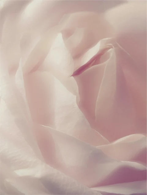 Soft floral concept symbolizing mild cleansing and soothing care of gentle facial cleansing foam
