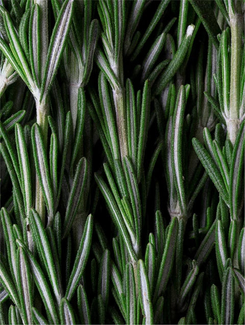 Rosemary botanical inspiration symbolizing scalp stimulation, freshness and purifying care for deep cleanse scalp treatment