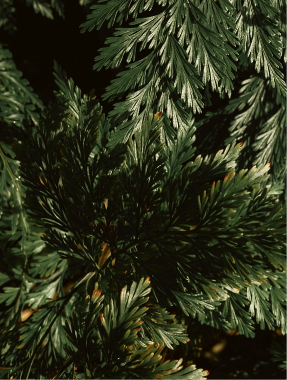 Green vetiver inspired botanical mood for gloss shampoo
