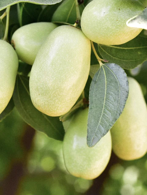Jojoba seeds on tree representing nourishing natural skincare ingredient