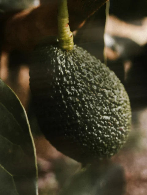 Fresh avocado on tree branch representing the nourishing Avocado Oil ingredient in Lueur Beauté Keratin Intensive Rescue Hair Mask
