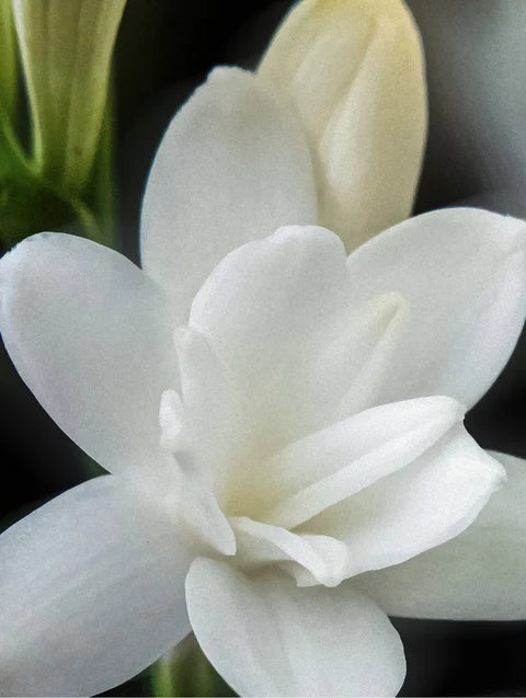 White tuberose flower representing the elegant floral fragrance of Lueur Beauté Keratin Hair Mask

