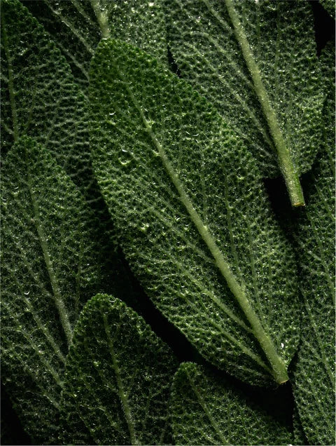 Rosemary leaves representing rosemary oil ingredient in Keratin Volume Boost Conditioner