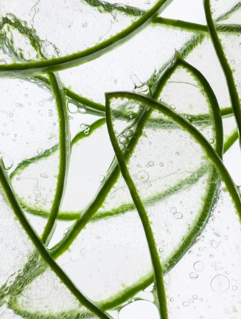 Close-up of Aloe Vera used in Lueur Beauté Anti-Age Hydrogel Eye Patches