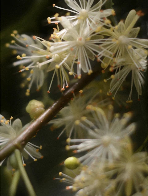 Close-up of creamy-white linden blossoms with long stamens and green buds on a branch against a dark green background.
