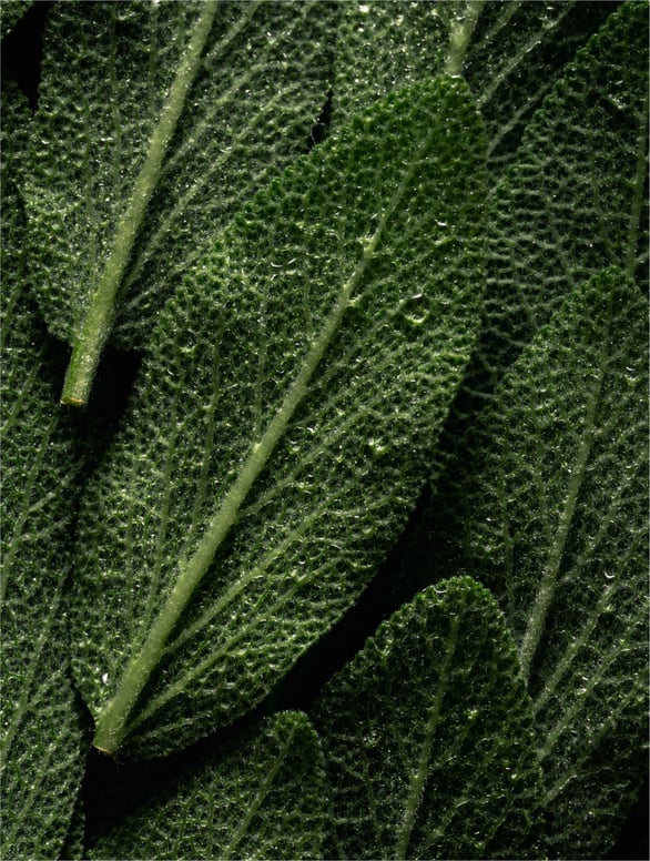 Botanical sage leaves representing calming and skin-balancing inspiration for prebiotic hydrating face mist