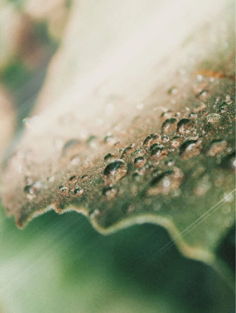 natural skincare leaf with water droplets representing hydrating and refreshing purifying toner for oily and combination skin