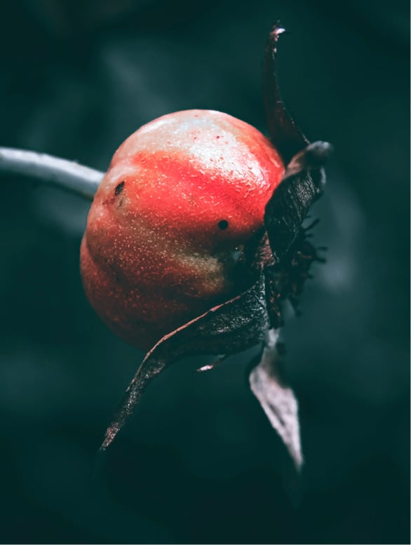Rosehip fruit – natural ingredient in retinol alternative oil serum