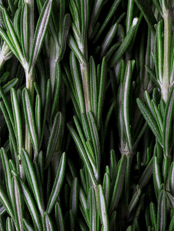 Fresh rosemary leaves used in hair and scalp oil