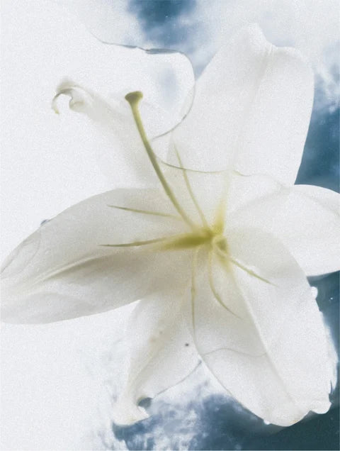 Calming white flower symbolizing soothing care and comfort for sensitive skin body cream