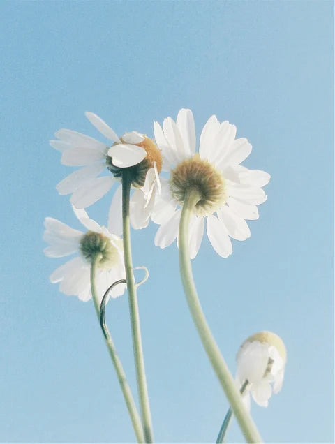 Soothing sensitive skin aesthetic inspired by chamomile extract cleanser